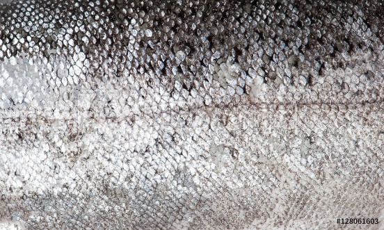 Picture of Trout fish scale